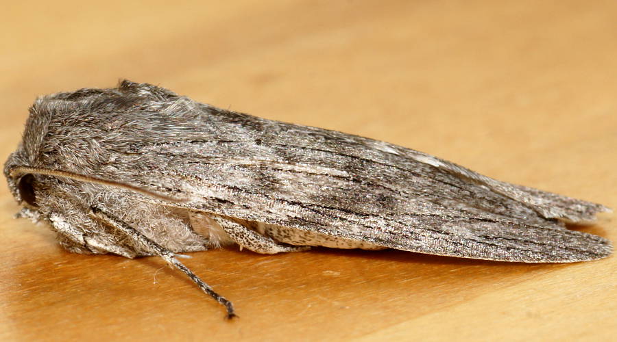 White-winged Wedge-moth (Capusa cf cuculloides)