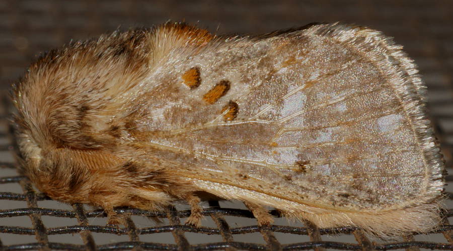 Golden Cup Moth (Pseudanapaea sp)