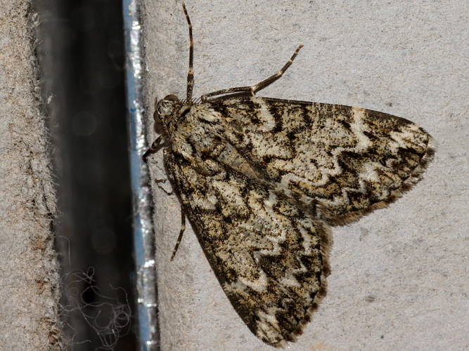 Looper Moth (Syneora AH06)