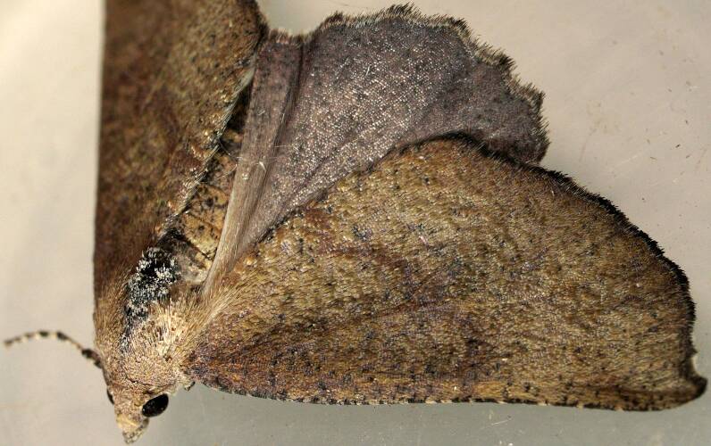 Arid Gum Moth (Mnesampela arida)