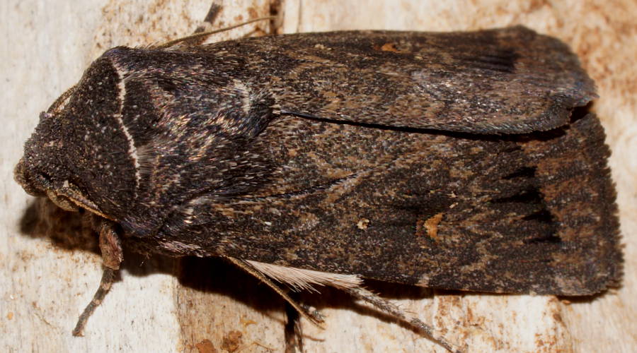 Dark Noctuid Moth (Proteuxoa sp ES07)