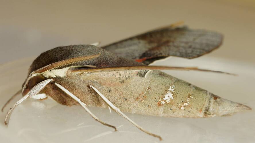 Scrofa Hawk Moth (Hippotion scrofa)