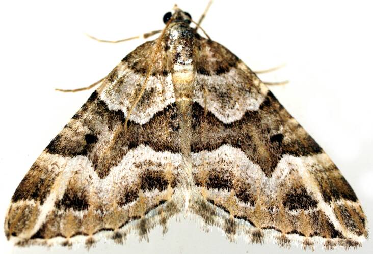 Sharp-angled Carpet Moth (Chrysolarentia actinipha)