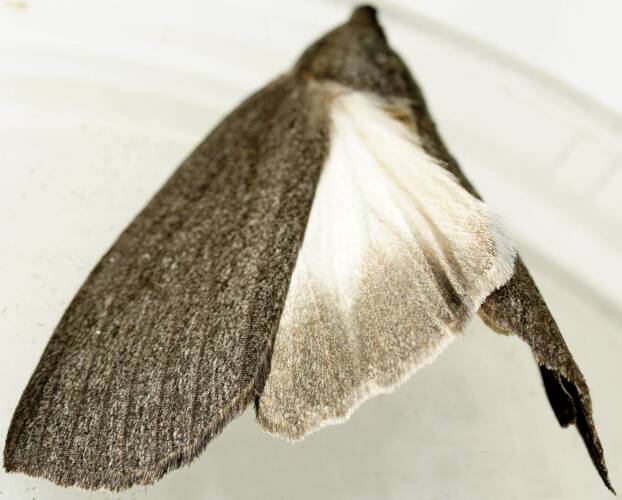 Black & White Crest-moth (Paralaea atralba)