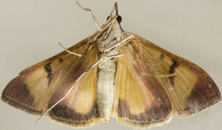Bird-wing Moth (Uresiphita ornithopteralis)