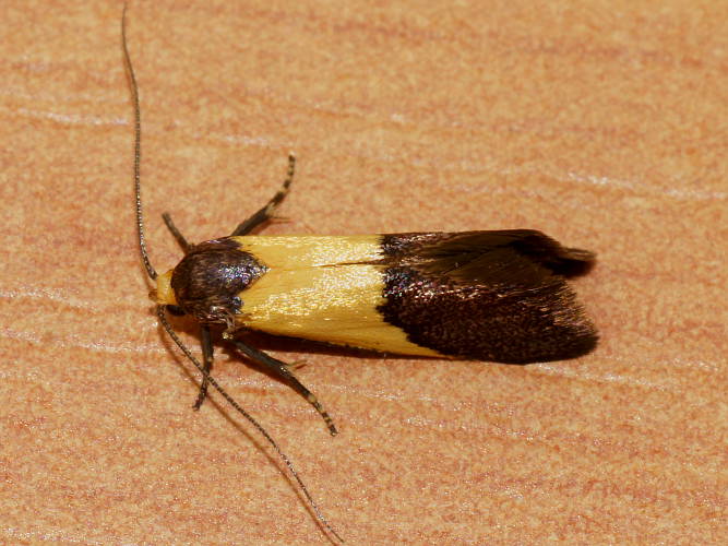 Hollow Twig Wingia Moth (Hemibela hemicalypta)