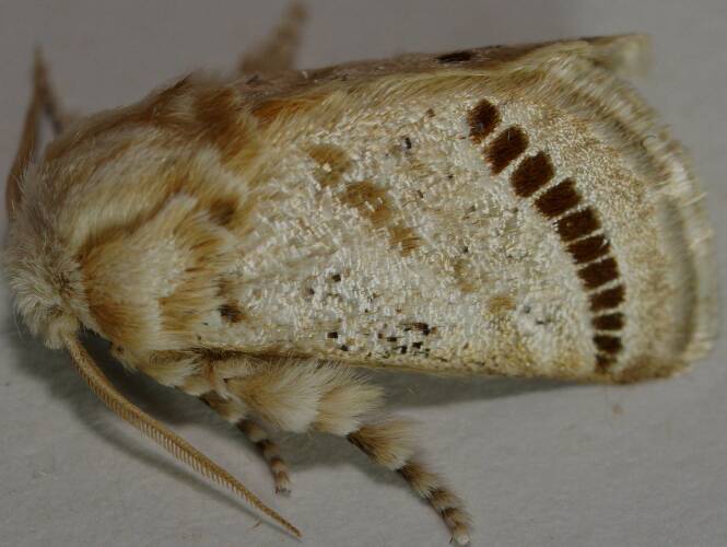 Wattle Cup Moth (Calcarifera ordinata)
