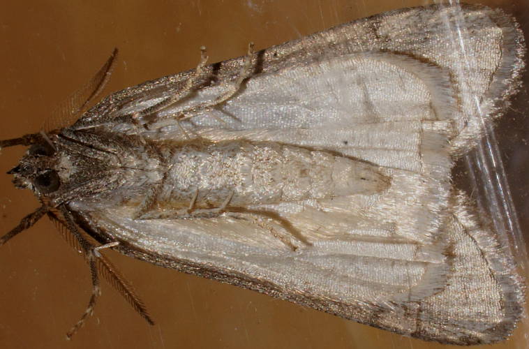 White-lined Grass-moth (Ciampa heteromorpha)