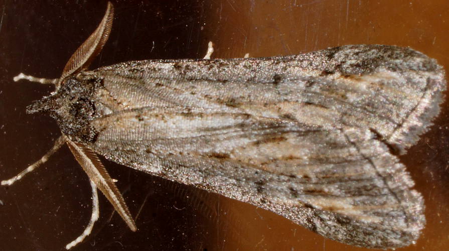 White-lined Grass-moth (Ciampa heteromorpha)