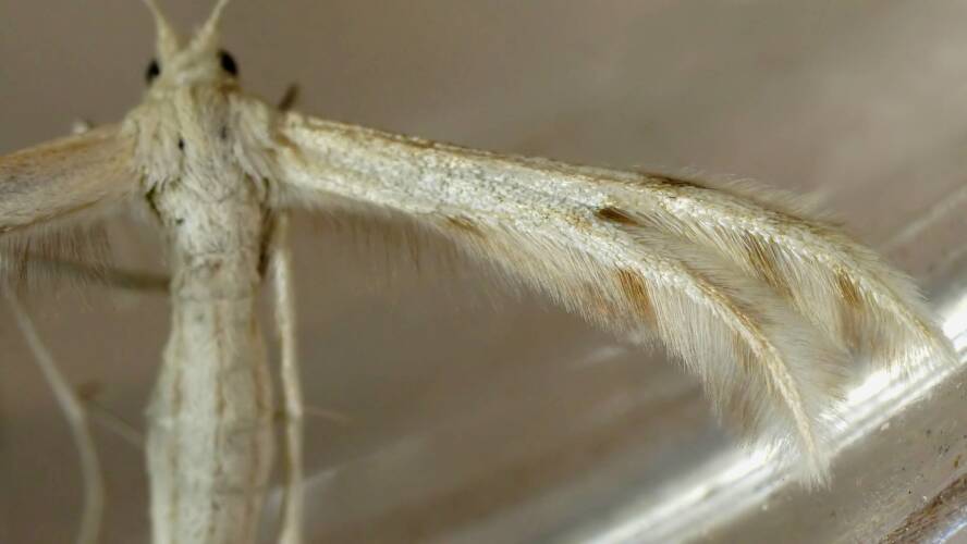 Horehound Plume Moth (Wheeleria spilodactylus)