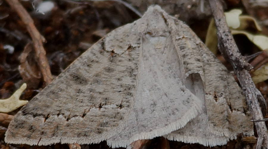 Fine-lined Cape-moth (Loweria stenoscia)