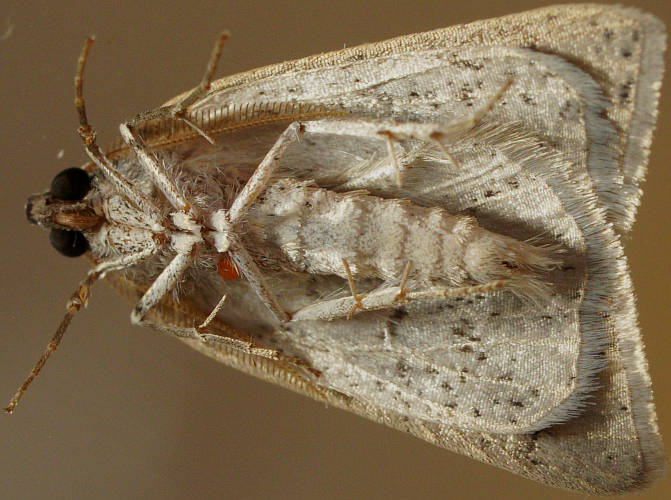 Broken-banded Cape-moth (Loweria platydesma)