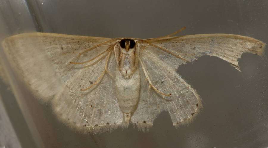 Varied Wave Moth (Scopula optivata)
