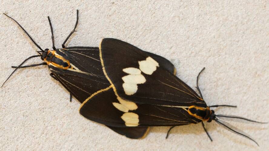 Senecio Moth (Nyctemera amicus)