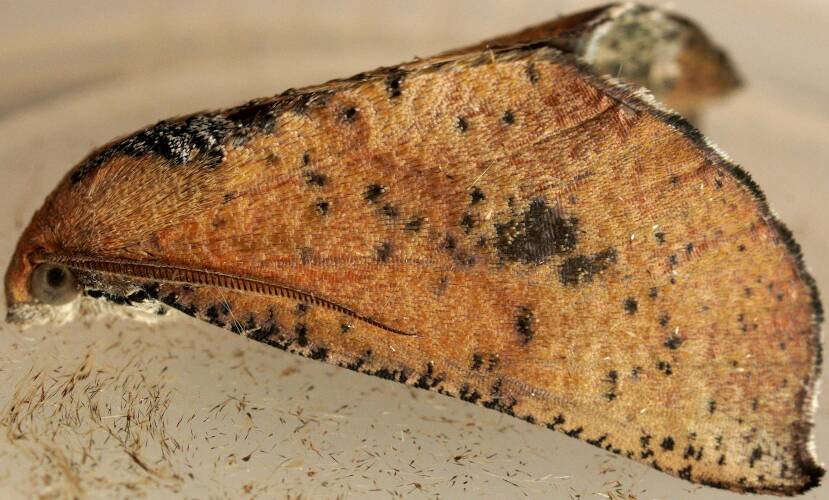 Arid Gum Moth (Mnesampela arida)