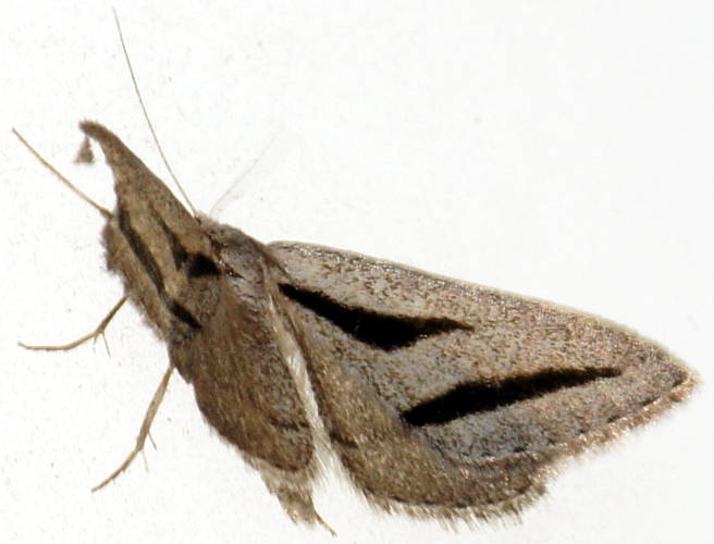 Streaked Heath Moth (Aglossophanes pachygramma)
