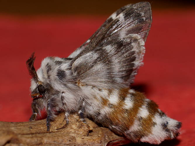 Clear Winged Snout Moth (Genduara subnotata)