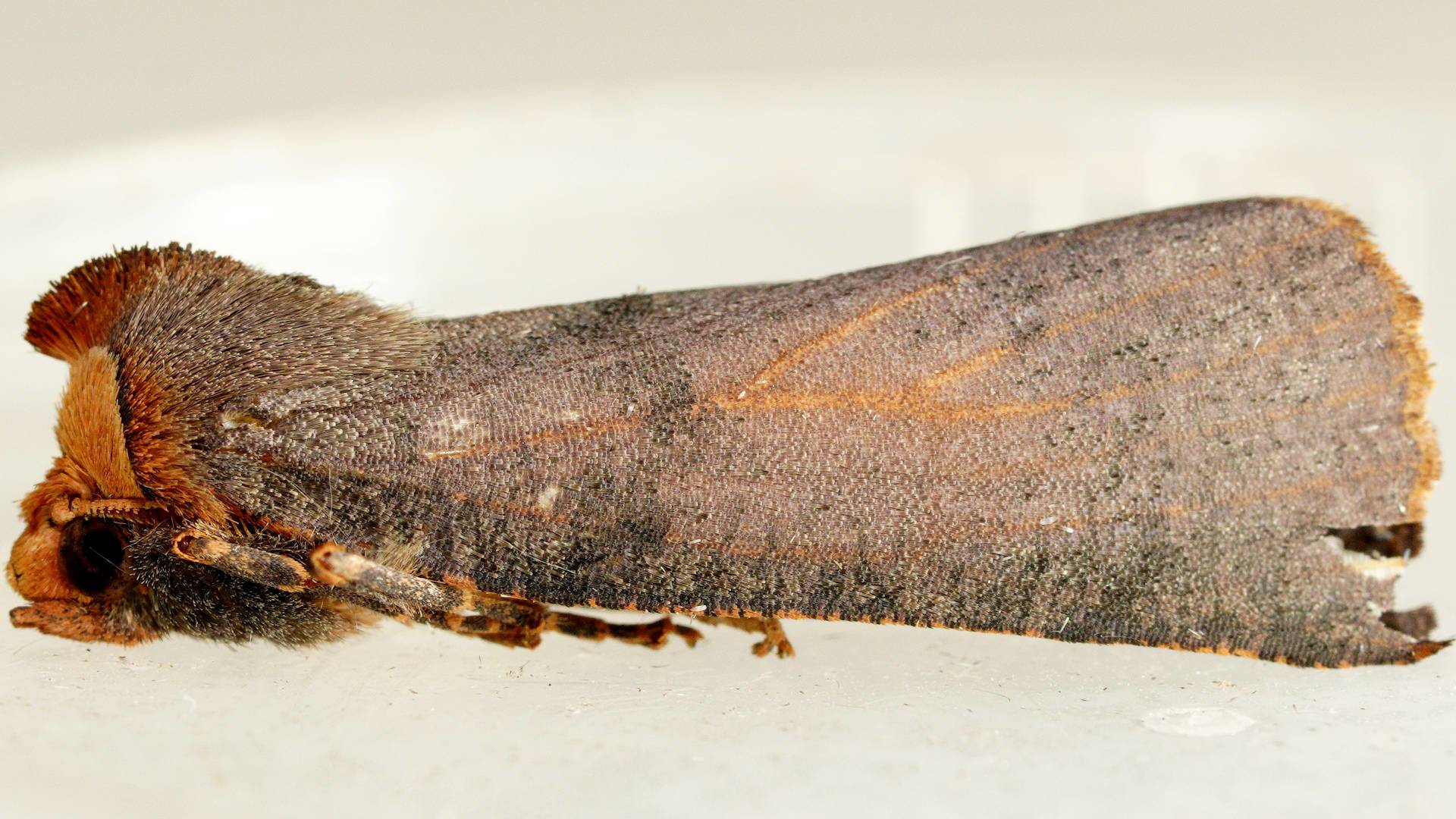 Orange-hooded Crest-moth (Fisera eribola)
