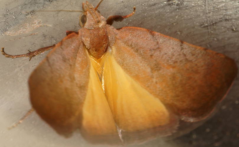 Red-bodied Wingia Moth (Tortricopsis semijunctella)