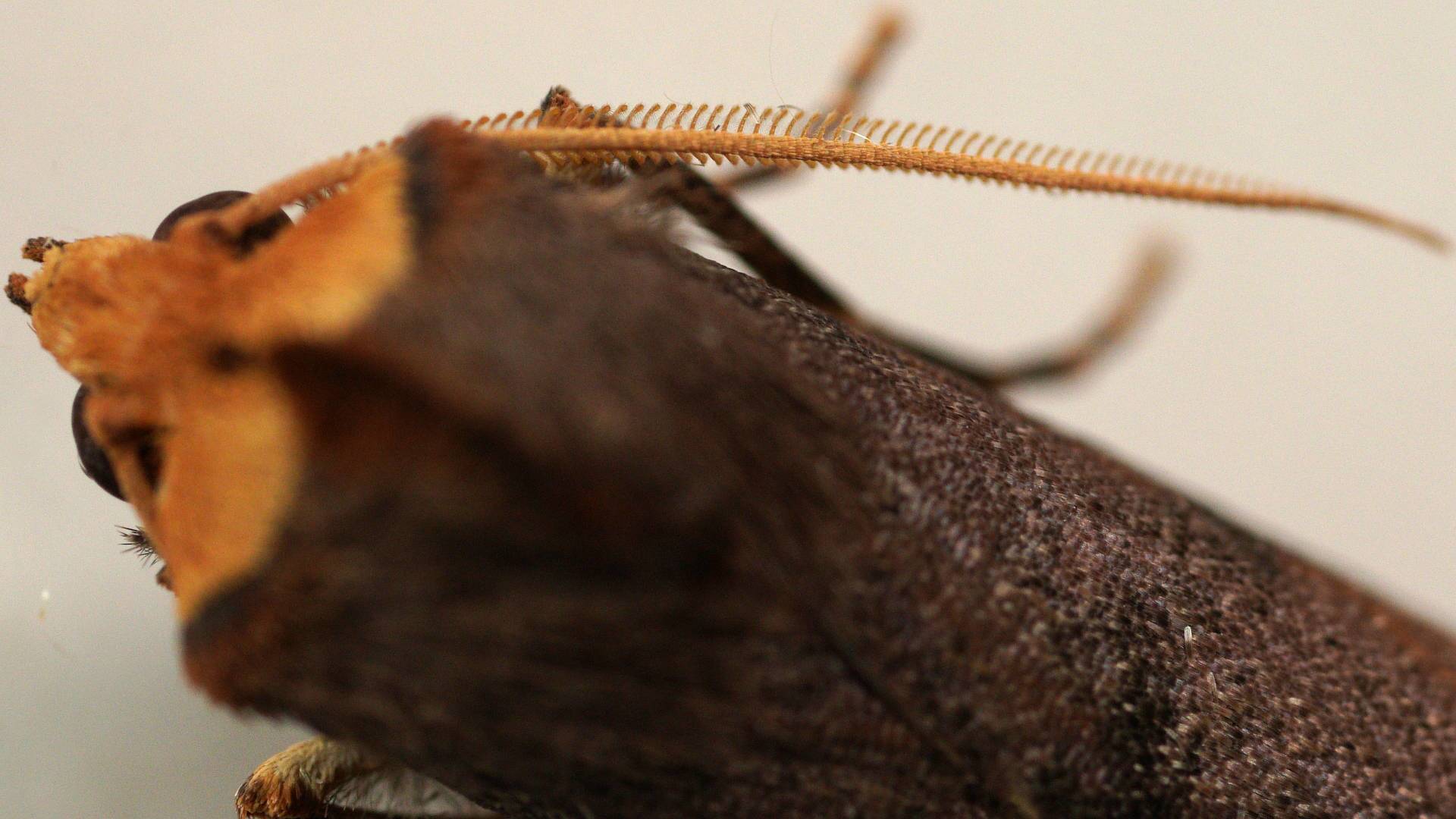 Orange-hooded Crest-moth (Fisera eribola)