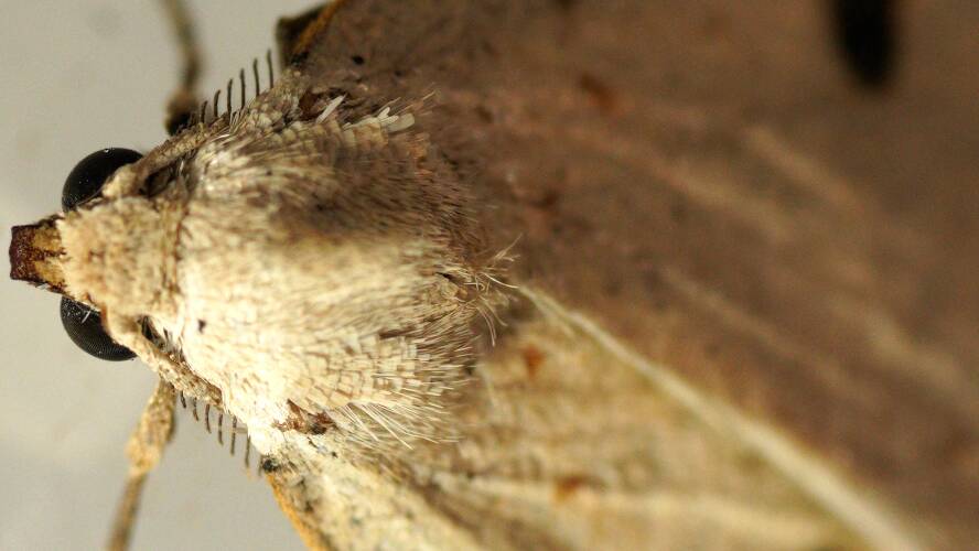 Black-spotted Cape-moth (Loweria haplochroa)