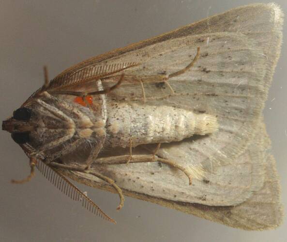 Black-spotted Cape-moth (Loweria haplochroa)