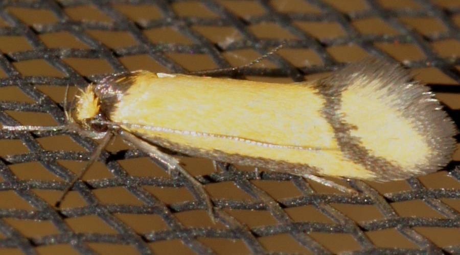Small Concealer Moth (Philobota sp ES05)