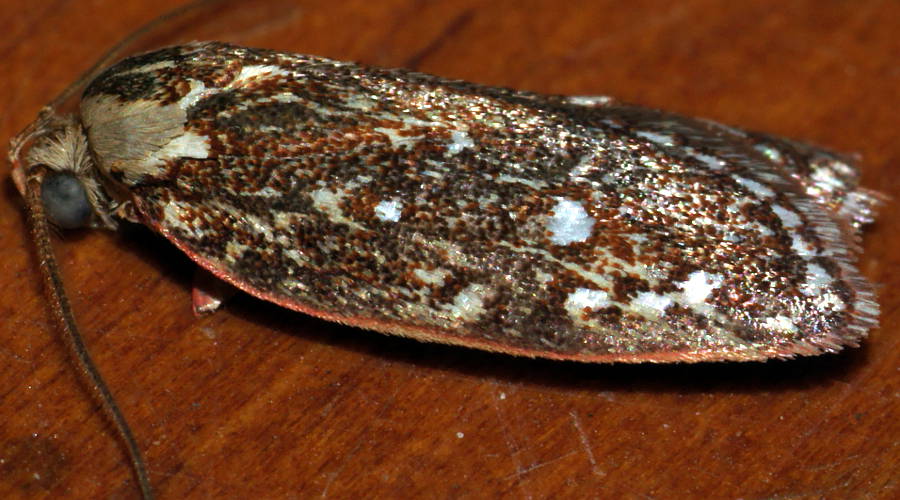 Gall Wingia Moth (Euchaetis metallota)