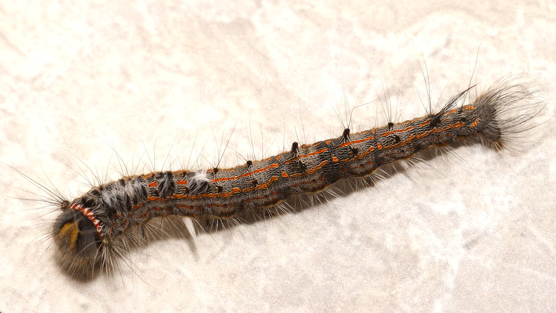 Dryland Sheoak Moth (Pernattia chlorophragma)