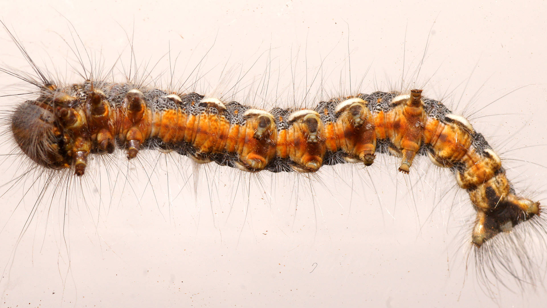 Dryland Sheoak Moth (Pernattia chlorophragma)