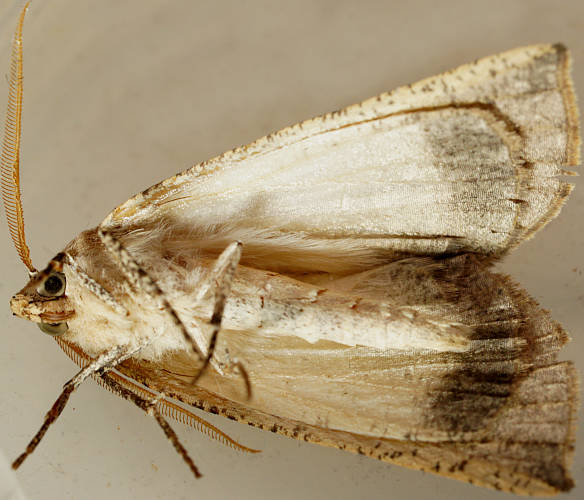 Pale Crest-moth (Fisera phricotypa)