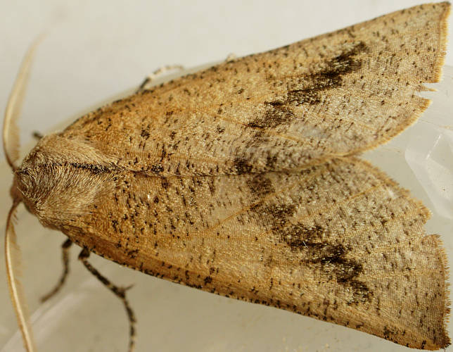 Pale Crest-moth (Fisera phricotypa)