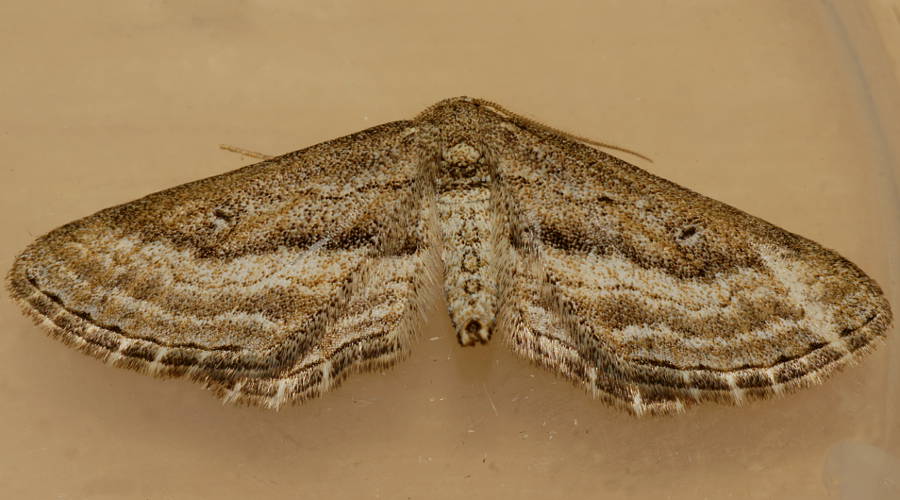 Tree-ring Moth (Scopula episcia)