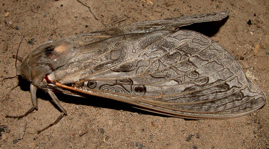 Faded Ghost Moth (Abantiades marcidus)