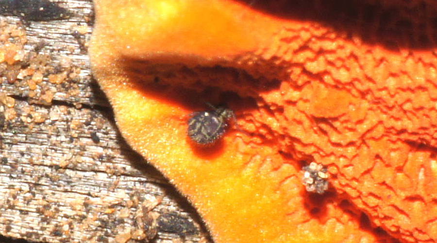 Globular Springtail (Symphypleona sp ES03)