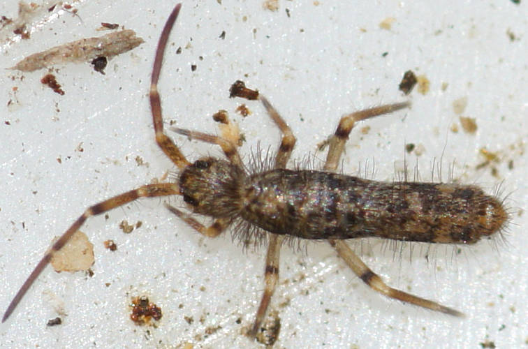 Hairy Springtail (Entomobryidae sp ES01)
