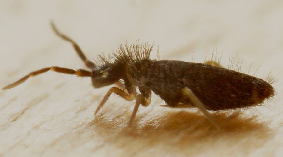 Hairy Springtail (Entomobryidae sp ES01)