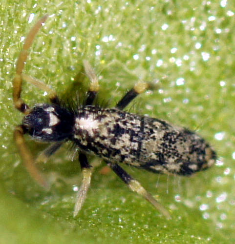White-spotted Hairy Springtail (Entomobryidae sp ES02)