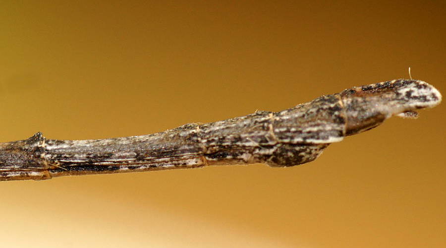 Dog-eared Stick Insect (Hyrtacus tuberculatus)