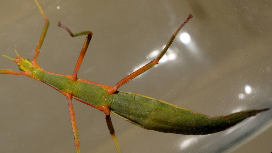 Spur-legged Stick Insect (Didymuria violescens)