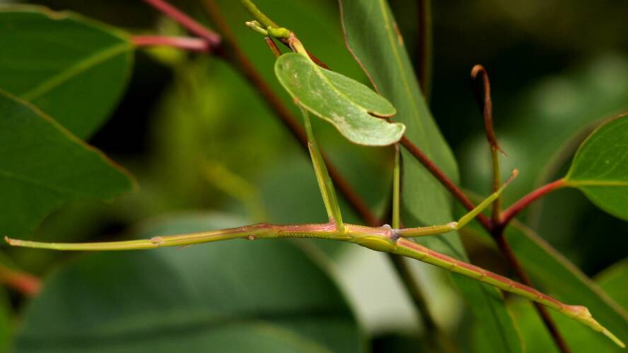 Spur-legged Stick Insect (Didymuria violescens)