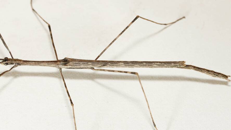 White's Stick Insect (Sipyloidea whitei)