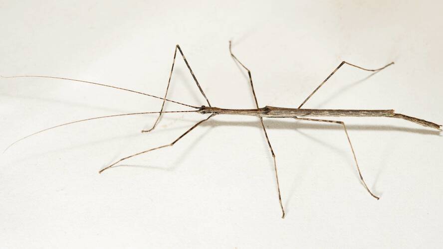 White's Stick Insect (Sipyloidea whitei)