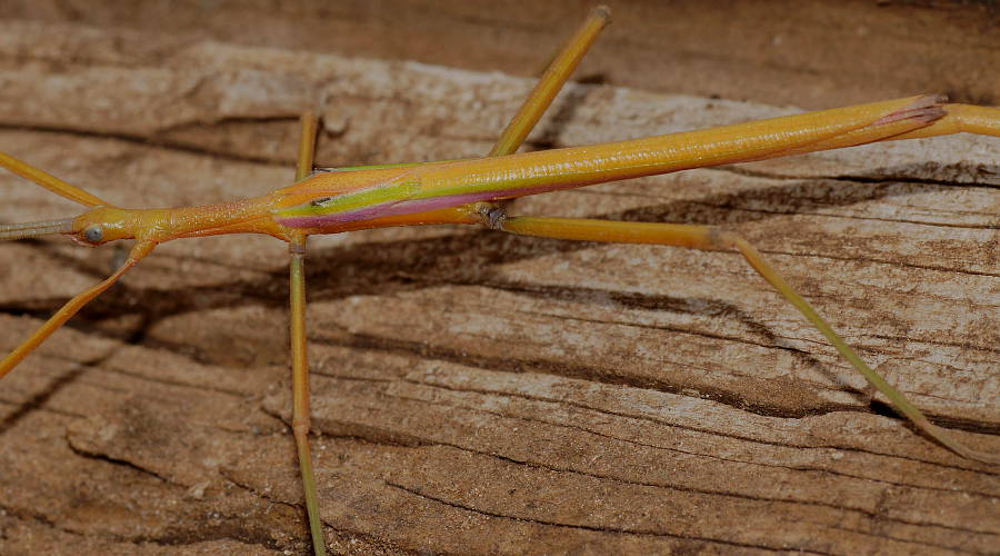 Orange Stick Insect (Lysicles sp)