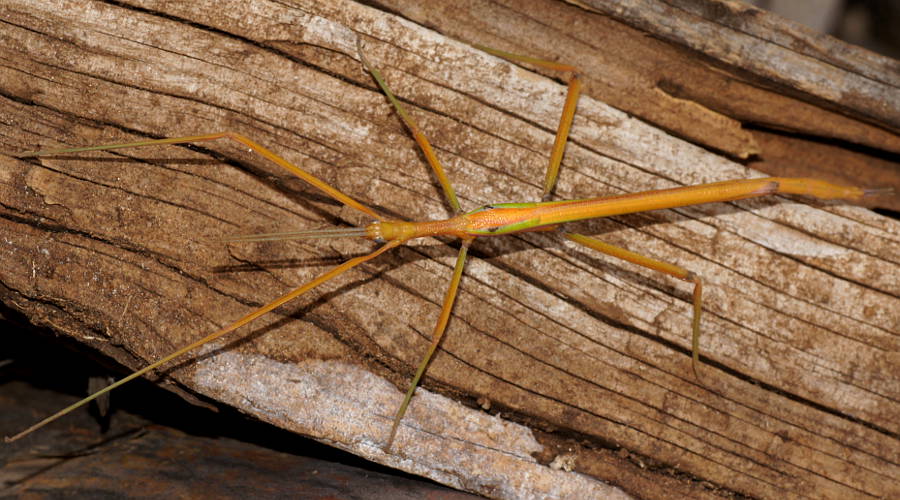 Orange Stick Insect (Lysicles sp)