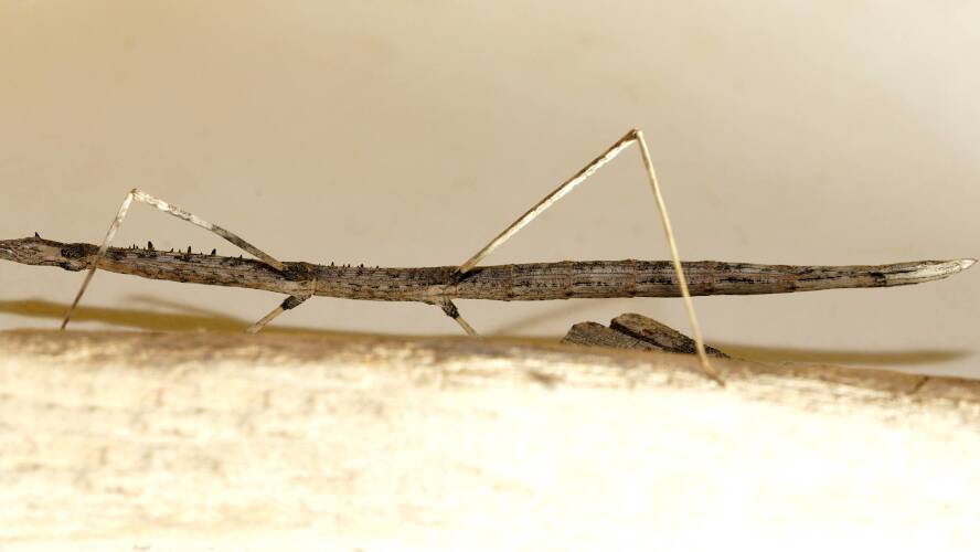Dog-eared Stick Insect (Hyrtacus tuberculatus)