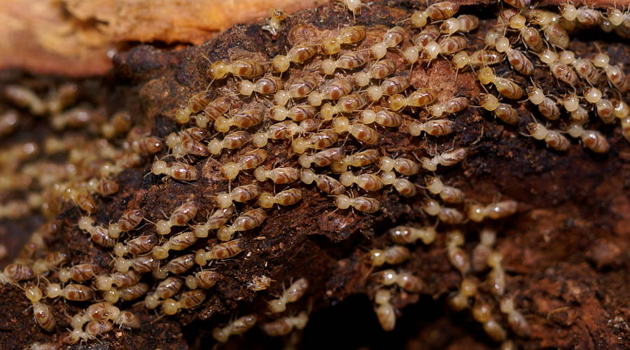 Termite (Termitoidae sp)