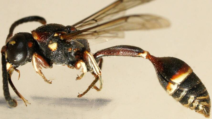 White-legged Mud-collar Wasp (Ischnocoelia sp ES03)