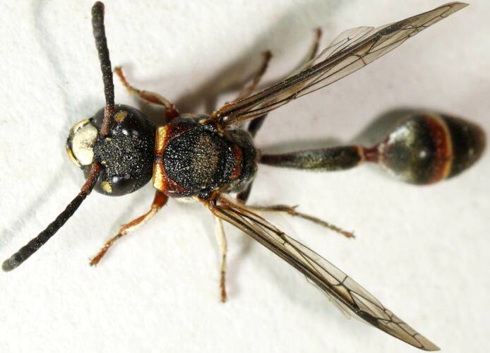 White-legged Mud-collar Wasp (Ischnocoelia sp ES03)