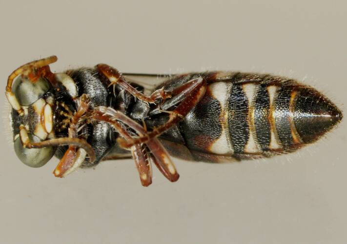 Confusing Sand Wasp (Bembecinus sp ES01)